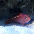 SCARLET HAWKFISH
